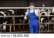 Skilled positive young male farmworker standing with rake while near stalls with cows in cowshed. Стоковое фото, фотограф Яков Филимонов / Фотобанк Лори