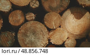Stacked tree trunks highlight the impact of deforestation and timber harvesting. Growth rings and subtle traces of markings. Стоковое видео, видеограф Igor Tichonow / Фотобанк Лори