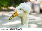 Close side portrait of a Pekin crested duck with a dirty beak and striking blue eye, showing unique plumage and personality in natural light. Стоковое фото, фотограф Татьяна Терехина / Фотобанк Лори