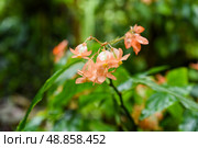 Begonia heracleifolia Orange with coral orange flowers and deeply lobed green leaves. Bright tropical plant blooming in closeup. Стоковое фото, фотограф Татьяна Терехина / Фотобанк Лори