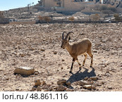Wild Nubian ibex (Capra nubiana) Стоковое фото, фотограф Irina Opachevsky / Фотобанк Лори