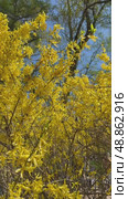 Vertical video of bright yellow flowering bush Forsythia (Lat.Forsythia x intermedia) in the Alexander Garden of St. Petersburg on a sunny May day. Urban landscaping. Comfortable urban environment. Стоковое видео, видеограф Виктория Катьянова / Фотобанк Лори
