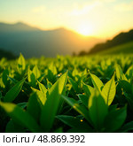 Rich green tea plants stretch towards the sunrise, casting a serene glow over the lush fields. The vibrant landscape captures the essence of tea growth in tropical climates Generative AI. Стоковое AI-изображение, AI-художник Юлия Петровская / Фотобанк Лори