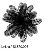 top view silhouette of coconut palm tree isolated on white background. Стоковое фото, агентство Ingram Publishing / Фотобанк Лори