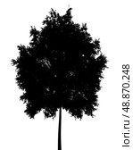 silhouette of small-leaved lime tree isolated on white background. Стоковое фото, агентство Ingram Publishing / Фотобанк Лори