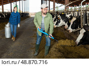 Farmer spreading fodder with shovel and feeding cows in cowshed. Стоковое фото, фотограф Яков Филимонов / Фотобанк Лори