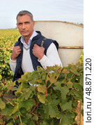 Man picking grapes. Стоковое фото, агентство Ingram Publishing / Фотобанк Лори