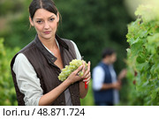 Woman harvesting grapes. Стоковое фото, агентство Ingram Publishing / Фотобанк Лори