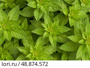 Beautiful background of upright shoots of verbennia. View from above. Macrophotography. Стоковое фото, фотограф Роман Дзюбало / Фотобанк Лори
