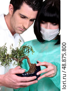 Doctors examining bonsai. Стоковое фото, агентство Ingram Publishing / Фотобанк Лори
