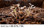 Mushrooms growing from compost, natural cycles. Recycling of waste, zero waste production, preservation of the ecology of the Earth. Стоковое AI-изображение, AI-художник ALLA YURTAYEVA / Фотобанк Лори