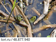 Green pond frog (Pelophylax lessonae) in spring. Стоковое фото, фотограф Алексей Антипов / Фотобанк Лори