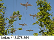 Белые журавли в небе. Редакционное фото, фотограф Лариса Вишневская / Фотобанк Лори