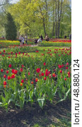 SAINT PETERSBURG, RUSSIA - May 19, 2025: Vertical video of people walk in beautiful city park on Elagin Island and take pictures of spring flower beds with tulips and daffodils on their mobile phones.  Annual Tulip Festival. Редакционное видео, видеограф Виктория Катьянова / Фотобанк Лори