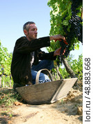 Grape harvest. Стоковое фото, агентство Ingram Publishing / Фотобанк Лори