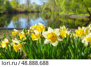 St. Petersburg in spring. The beautiful city park on Elagin Island is decorated with spring flowerbeds with yellow daffodils on the bank of pond with shady trees on a sunny May day. Natural floral background. Стоковое фото, фотограф Виктория Катьянова / Фотобанк Лори
