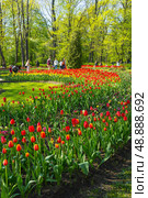 SAINT PETERSBURG, RUSSIA - May 19, 2025: People stroll in the beautiful city park on Elagin Island, relax on benches and admire the bright spring flower beds with tulips and daffodils on sunny May day. Редакционное фото, фотограф Виктория Катьянова / Фотобанк Лори