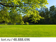 St. Petersburg. Beautiful spring natural green background of city park of Elagin Island with green lawn and young maple foliage on Oil meadow on sunny May day. Scenic landscape. Urban landscaping. Стоковое фото, фотограф Виктория Катьянова / Фотобанк Лори