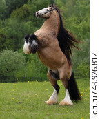 Beautiful Tinker horse with long mane rearing up in nature background. Прекрасная лошадь породы Тинкер с длинной гривой встала на дыбы на фоне лесной лужайки. Стоковое фото, фотограф Михаил Кондрашов / Фотобанк Лори