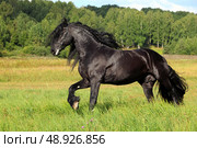 Beautiful black friesian horse galloping in the summer green meadow. Прекрасный черный конь фризской породы скачет галопом по летнему зеленому лугу. Стоковое фото, фотограф Михаил Кондрашов / Фотобанк Лори