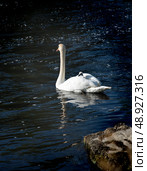 The mute swan with cygnet on the river Liffey on spring time, Celbridge, Ireland. Стоковое фото, фотограф Татьяна Кахилл / Фотобанк Лори