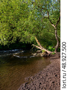 View on the sandy beach on river Liffey on spring time, Celbridge, Ireland. Стоковое фото, фотограф Татьяна Кахилл / Фотобанк Лори
