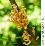 mushrooms honey agaric on a tree. Стоковое фото, агентство Ingram Publishing / Фотобанк Лори
