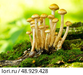 mushrooms honey agaric in a forest. Стоковое фото, агентство Ingram Publishing / Фотобанк Лори