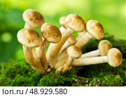 mushrooms honey agaric in a forest. Стоковое фото, агентство Ingram Publishing / Фотобанк Лори