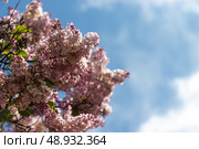 Сирень цветы на фоне голубого неба, весна. Стоковое фото, фотограф Денис Глагазин / Фотобанк Лори