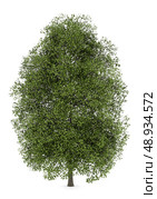 small-leaved lime tree isolated on white background. Стоковое фото, агентство Ingram Publishing / Фотобанк Лори