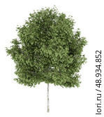 silver birch tree isolated on white background. Стоковое фото, агентство Ingram Publishing / Фотобанк Лори