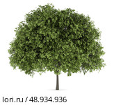 small-leaved lime tree isolated on white background. Стоковое фото, агентство Ingram Publishing / Фотобанк Лори
