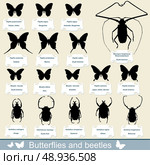 silhouettes of insects - beetles and butterflies. Стоковая иллюстрация, агентство Ingram Publishing / Фотобанк Лори