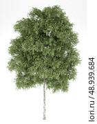 silver birch tree isolated on white background. Стоковое фото, агентство Ingram Publishing / Фотобанк Лори