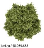 top view of poplar tree isolated on white background. Стоковое фото, агентство Ingram Publishing / Фотобанк Лори
