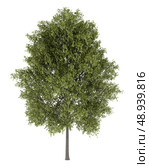poplar tree isolated on white background. Стоковое фото, агентство Ingram Publishing / Фотобанк Лори