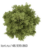 top view of poplar tree isolated on white background. Стоковое фото, агентство Ingram Publishing / Фотобанк Лори