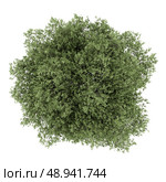 top view of english oak tree isolated on white background. Стоковое фото, агентство Ingram Publishing / Фотобанк Лори