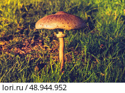 Mushroom in the wild at sunset. Стоковое фото, агентство Ingram Publishing / Фотобанк Лори