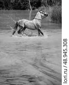 Beautiful horse galloping in the clear pool. Стоковое фото, агентство Ingram Publishing / Фотобанк Лори
