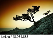 Tree and sea at sunset. Crimea landscape. Nature background. Стоковое фото, агентство Ingram Publishing / Фотобанк Лори