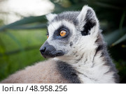 Ring-tailed lemur (Lemur catta): a clade of strepsirrhine primates endemic to the island of Madagascar. Стоковое фото, агентство Ingram Publishing / Фотобанк Лори