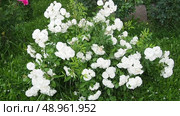 Stroll through tranquil rose garden bursting with vibrant white flowers, surrounded by lush greenery. A rose is either woody perennial flowering plant of genus Rosa in family Rosaceae. Slow motion. Стоковое видео, видеограф Юлия Петровская / Фотобанк Лори