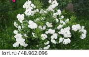 Stroll through tranquil rose garden bursting with vibrant white flowers, surrounded by lush greenery. A rose is either woody perennial flowering plant of genus Rosa in family Rosaceae. Slow motion. Стоковое видео, видеограф Юлия Петровская / Фотобанк Лори