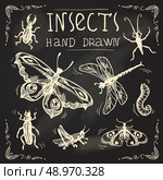 Insects sketch chalkboard decorative icons set with midge cockroach grasshopper isolated vector illustration. Стоковая иллюстрация, агентство Ingram Publishing / Фотобанк Лори