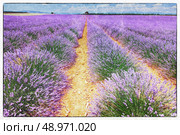 vintage fresco style of the lavender field landscape. Стоковое фото, агентство Ingram Publishing / Фотобанк Лори