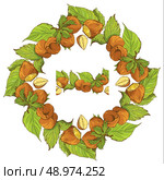Circle ornament with highly detailed hand drawn hazelnuts isolated on white background. Pattern endless fragment. . Стоковая иллюстрация, агентство Ingram Publishing / Фотобанк Лори