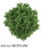 top view of large-leaved lime tree isolated on white background. Стоковое фото, агентство Ingram Publishing / Фотобанк Лори