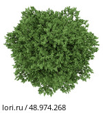 top view of large-leaved lime tree isolated on white background. Стоковое фото, агентство Ingram Publishing / Фотобанк Лори